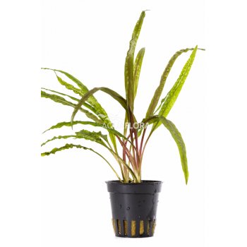 AQUAFLORA - CRYPTOCORYNE CRISPULATA VAR.BALANSAE